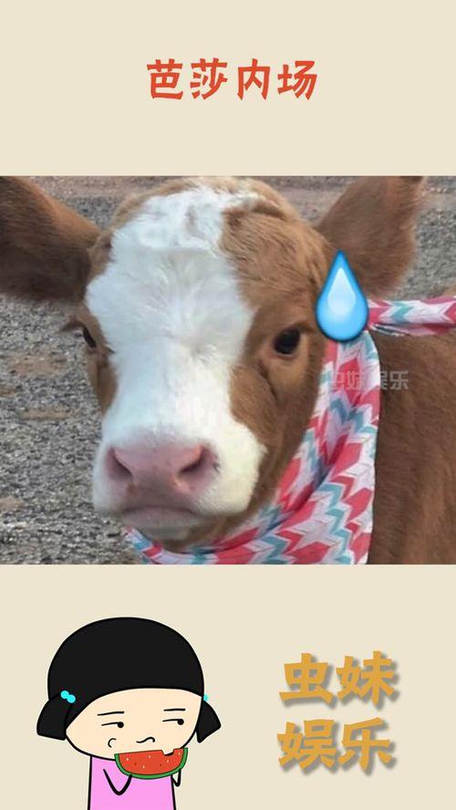 娱乐吃瓜酱笑点,笑点满满!娱乐吃瓜酱带你领略娱乐圈的欢乐瞬间